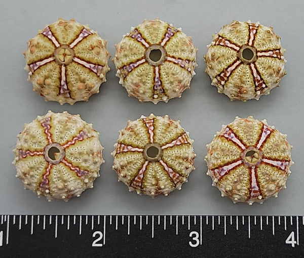 Sea Urchins from the Philippines - 22mm to 26mm - 6pcs