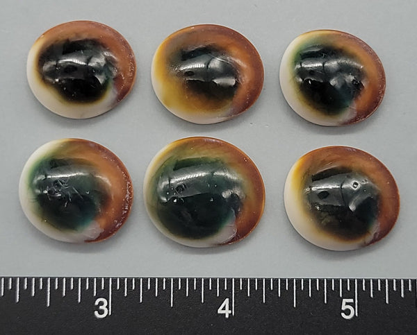 Operculums from the Tapestry Turban shell- naturally glossy - 18mm to 24mm - 6pcs