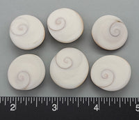 Operculums from the Tapestry Turban shell- naturally glossy - 18mm to 24mm - 6pcs