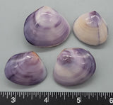 Natural purple color, polished freshwater clam shell pairs - 23mm to 33mm - 4pcs