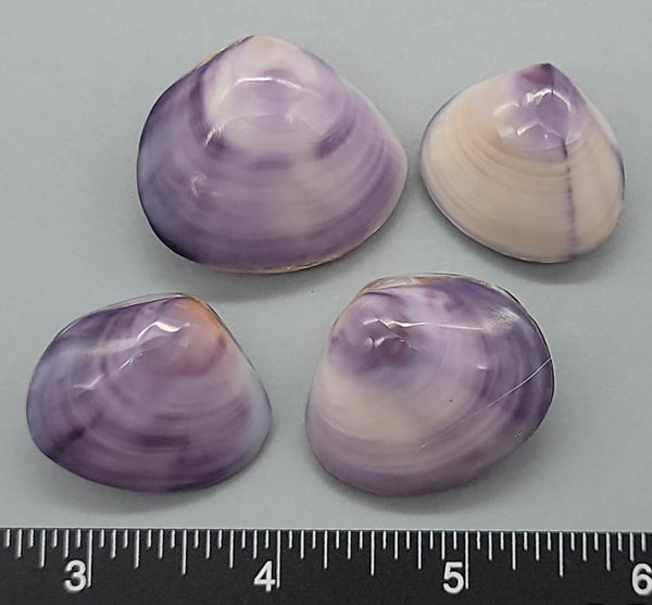 Natural purple color, polished freshwater clam shell pairs - 23mm to 33mm - 4pcs