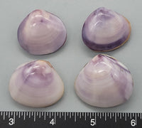 Natural purple color, polished freshwater clam shell pairs - 23mm to 33mm - 4pcs