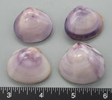 Natural purple color, polished freshwater clam shell pairs - 23mm to 33mm - 4pcs