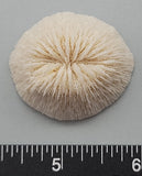 Individual Coral