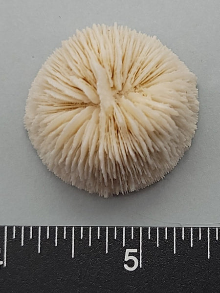 Individual Coral