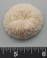 Individual Coral