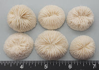 Set of 6 individual coral