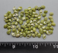 Emerald Green Nerites - 4mm to 7mm - 100pcs