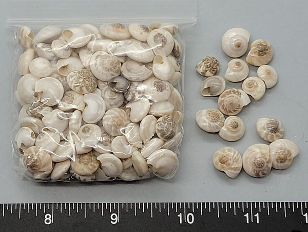 Lovely pale color Button Shells - 8mm to 11mm - 2.5" x 2.5" bag