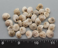 Lovely pale color Button Shells - 8mm to 11mm - 2.5" x 2.5" bag