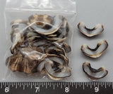 Striped Brown with Pale Blue Interior Chiton segments - 18mm to 25mm - 2.5" x 2.5" Bag