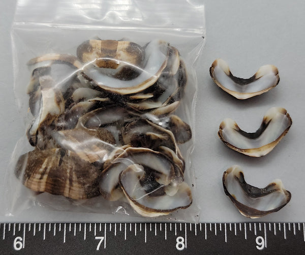 Striped Brown with Pale Blue Interior Chiton segments - 18mm to 25mm - 2.5" x 2.5" Bag