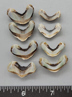 Striped Brown with Palest Blue Interior Chiton segments - 18mm to 25mm - 2.5" x 3" Bag