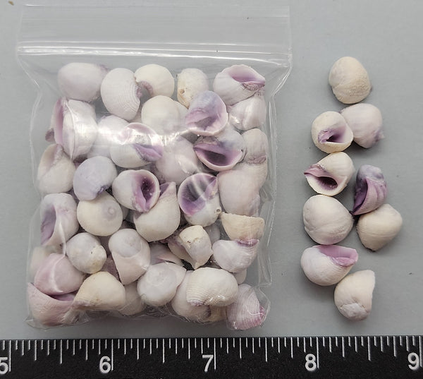 Cebu Beauties - Coral Snails - 12mm to 16mm  - 2.5" x 2.5" bag
