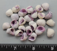 Cebu Beauties - Coral Snails - 12mm to 16mm  - 2.5" x 2.5" bag