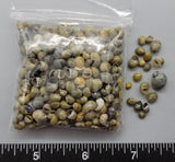 Olive Green Nerites - 3mm to 7mm - 2.5" x 2.5" bag