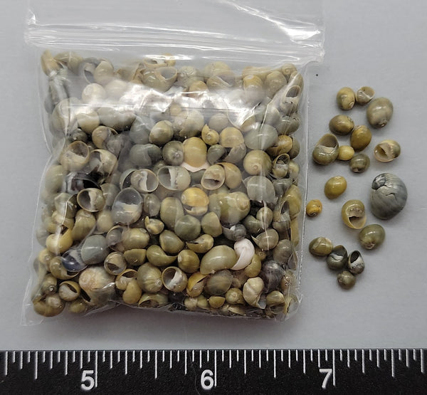 Olive Green Nerites - 3mm to 7mm - 2.5" x 2.5" bag