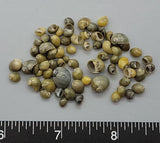 Olive Green Nerites - 3mm to 7mm - 2.5" x 2.5" bag