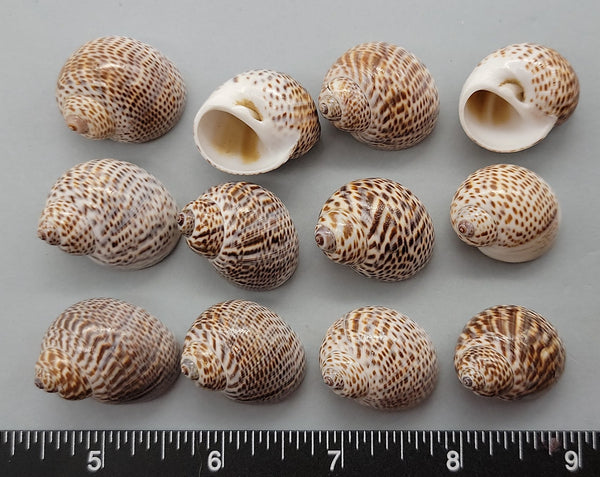 Speckled Moon Shells - 22mm to 28mm - 12pcs
