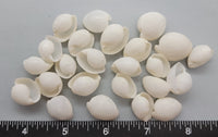 Bubble Shells - 15mm to 20mm - 24pcs