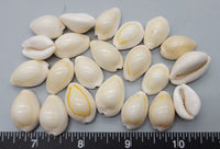 Gold Ringer Cowries - 20mm to 24mm - 2.5" x 3" bag