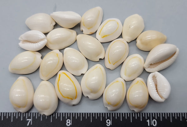 Gold Ringer Cowries - 20mm to 24mm - 2.5" x 3" bag