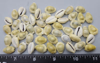 Money Cowries - 14mm to 19mm - 50pcs