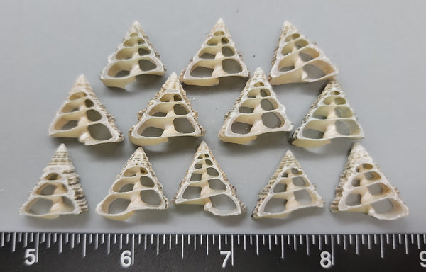Triangular center-cut Trochus Shells - 18mm and 22mm - 12pcs