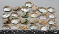 Clean Medium Red Abalone Shells- 20mm to 26mm - 25 pcs