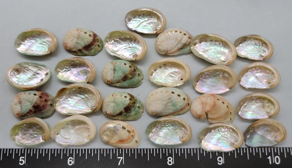 clean Medium Red Abalone shells- 20mm to 26mm - 25 pcs