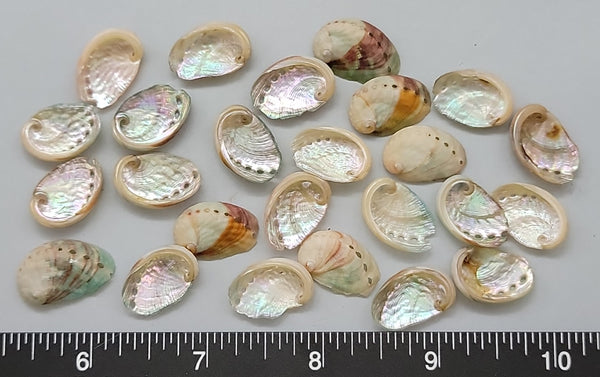 clean Small Red Abalone shells - 15mm to 20mm - 25 pcs