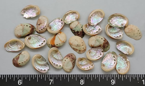 clean Tiny Red Abalone shells- many with a striped dorsum - 8mm to 15mm - 25 pcs