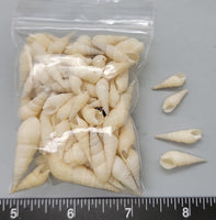 Off-white elongated snail shell - 14mm and 20mm - 2.5"x3" bag