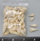 Off-white elongated snail shell - 14mm and 20mm - 2.5"x3" bag