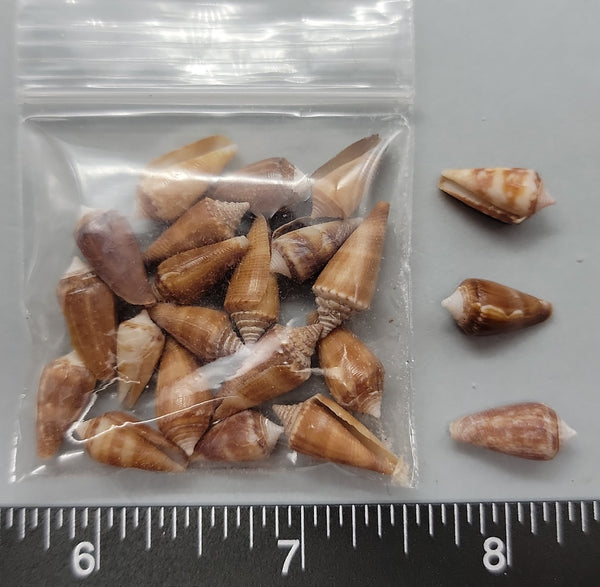 Miniature Cones