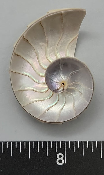Cut small Chambered Nautilus - 34mm to 38mm - vintage stock - 1pc