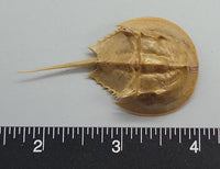 Horseshoe crab juvenile molt - about 2.25" long - 1pc