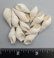 White Elongated Snails