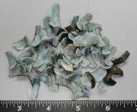 Intense Blue Chiton segments - 12mm to 20mm - 50pcs