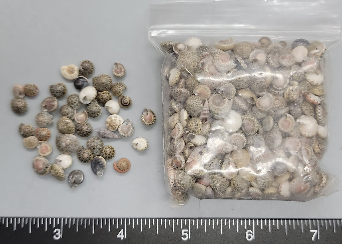 Ingrid Button Shell Small Gray Button Shells – Shells for Artists