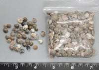 Small Gray Button Shells