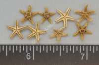 Atlantic Sea Stars