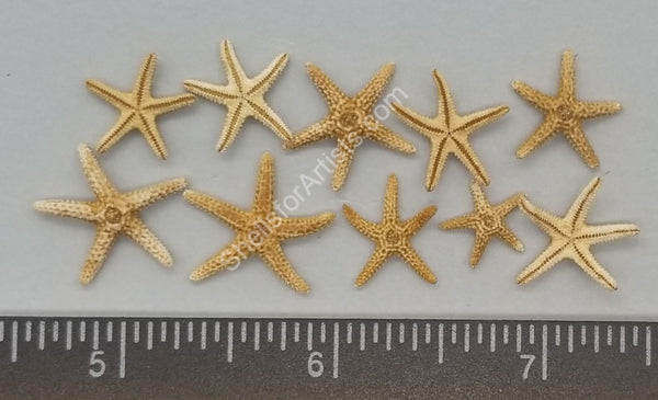 Atlantic Sea Stars