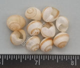 Baby Land Snails