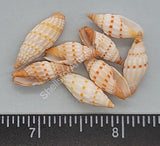 Beautiful Miter Shells With Orange Dots And Fine Ribs