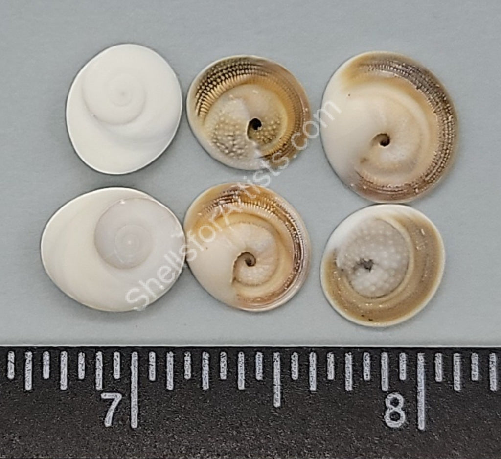 Beautiful, sculptural Operculums - 9mm to 13mm - 25pcs – Shells for Artists