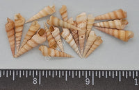 Beautiful Tiny Turritella Shells