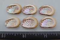 Beautifully Intricate Abalone Shells - 6Pc