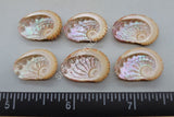 Beautifully Intricate Abalone Shells - 6Pc
