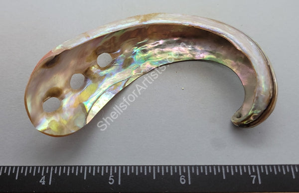 Beautifully Polished Mexican Green Abalone Curls - 1Pc